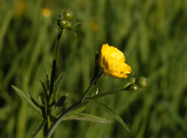 Germany Term Butterflower Yellow Flowered Herbaceous Plant Grows Close Ground — Stock Photo, Image