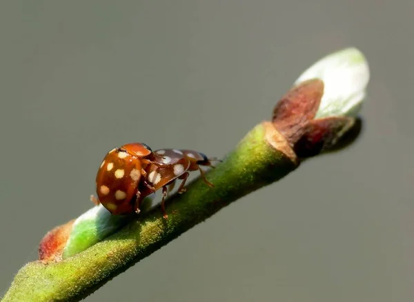 Final Serie Todavía Hay Ladybug Sexo — Foto de Stock