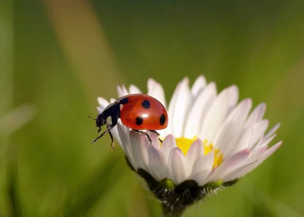 Primer Plano Error Naturaleza Salvaje — Foto de Stock