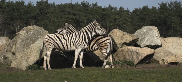 Zebra Auf Dem Feld — Stockfoto