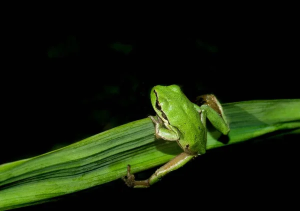 Grenouille Verte Sur Fond Noir — Photo