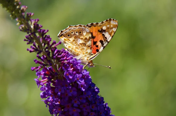 Красивий Метелик Фоні Природи — стокове фото