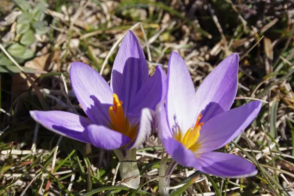 Krokus Krokusblüten Blütenblätter Der Frühlingsflora — Stockfoto