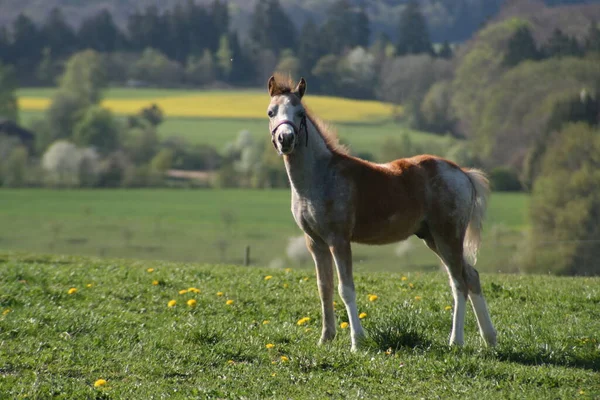 Cavalo Campo — Fotografia de Stock