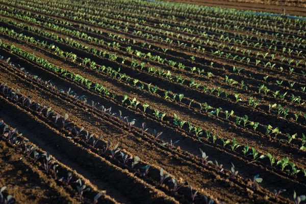 Vista Panorámica Agricultura Campo — Foto de Stock