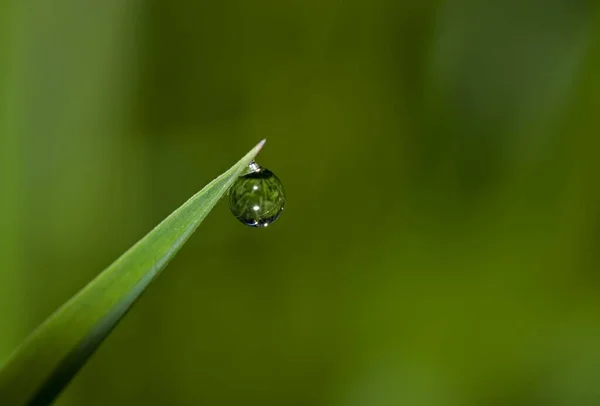 Herbe Avec Gouttes Rosée Goutte Pluie — Photo