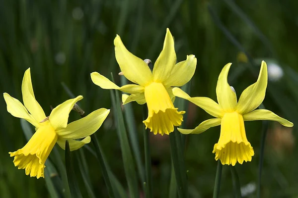 Nergis Narcissus Çiçek Yaprakları — Stok fotoğraf