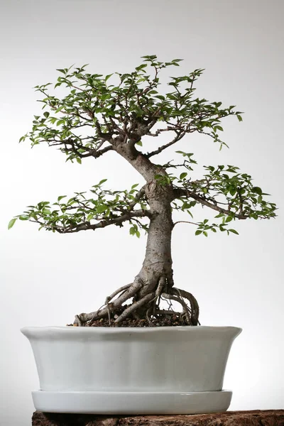 Bonsai Áll Szilfa — Stock Fotó