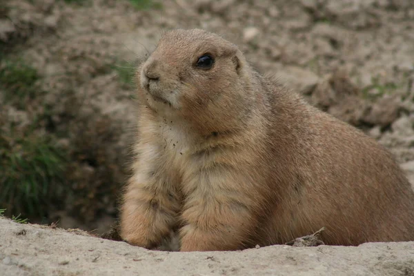 Common Prairie Dog Zvíře Přírodě — Stock fotografie