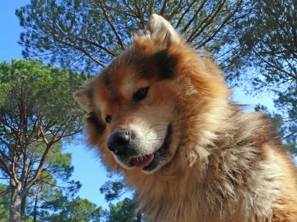 Adegan Berburu Dari Tuscany — Stok Foto