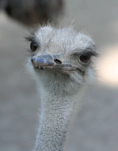 Ostrich Animal Bird Wildlife — Stock Photo, Image