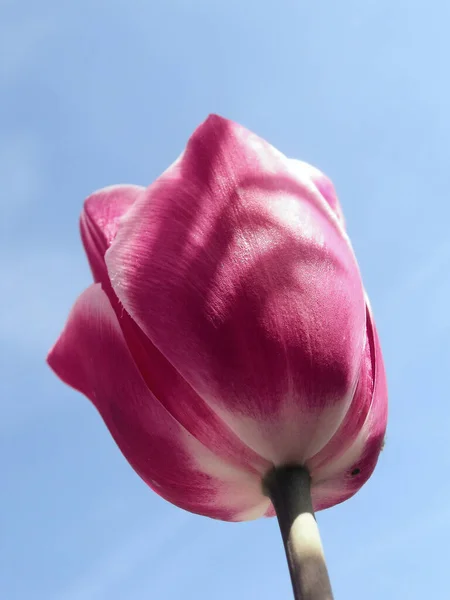 Malerischer Blick Auf Schöne Tulpenblumen — Stockfoto