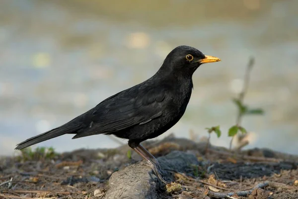 Sångfågel Ornitologi Och Fauna — Stockfoto