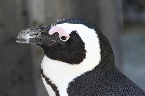 Colônia Pinguins Boulders Beach África Sul — Fotografia de Stock