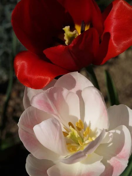 Красивые Тюльпаны Весенние Цветы — стоковое фото
