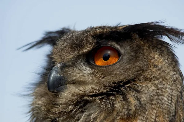 Close Head Bird — Stock Photo, Image