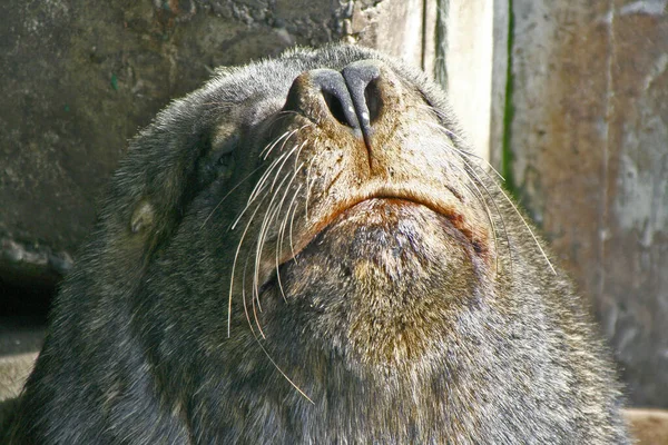 Lew Morski Zwierzę Morskie — Zdjęcie stockowe