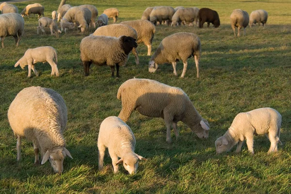 Kudde Schapen Bij Zonsondergang — Stockfoto