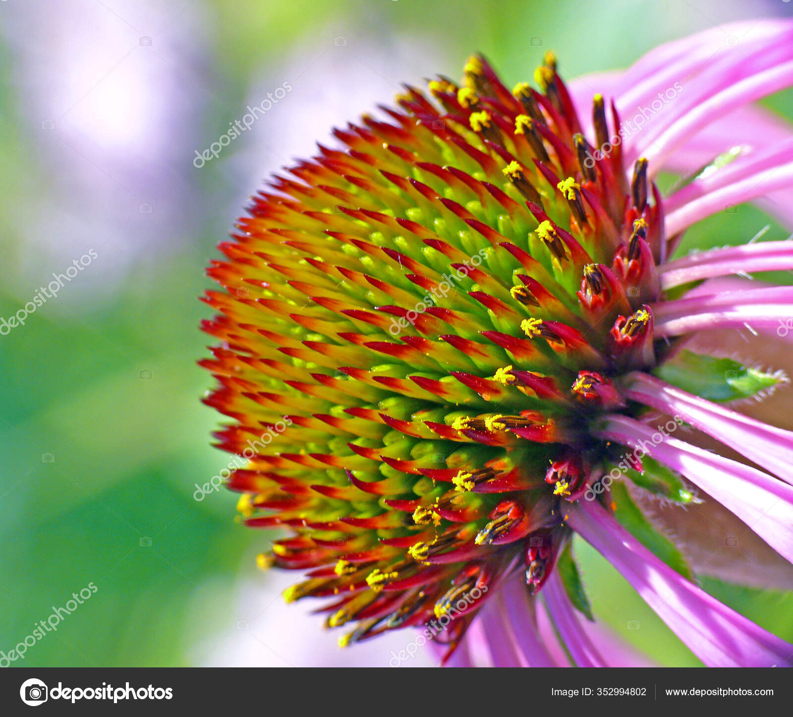 Echinacea Purpurea Purple Sun Hat Stock Photo by ©PantherMediaSeller