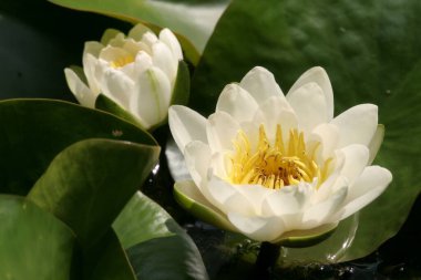 water lily, pond flowers, flora in nature clipart
