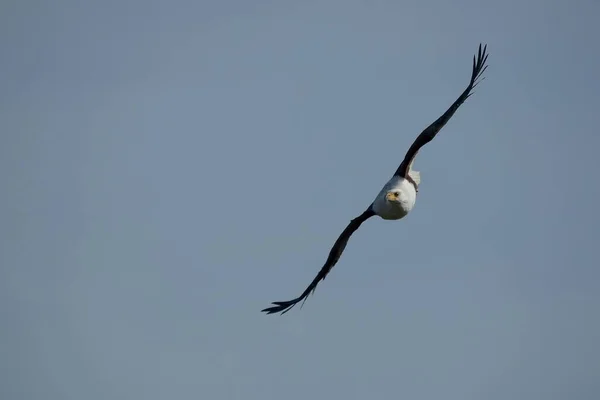 Vue Bel Oiseau Nature — Photo