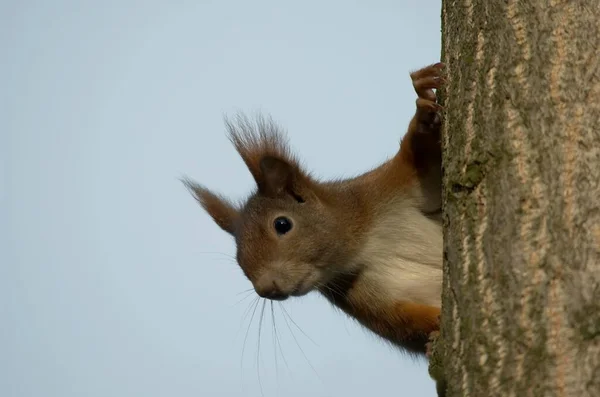 Eichhörnchen Lustiges Nagetier — Stockfoto
