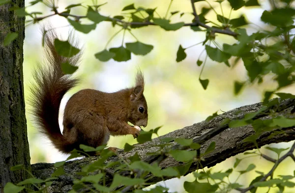 Squirrel Animal Funny Rodent — Stock Photo, Image