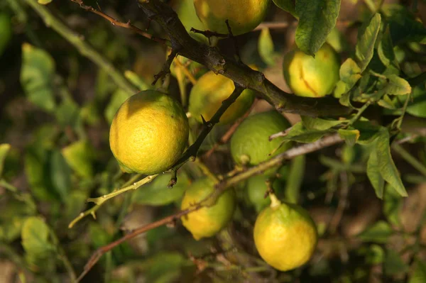 Lemon Tree Detail Formentera — стоковое фото