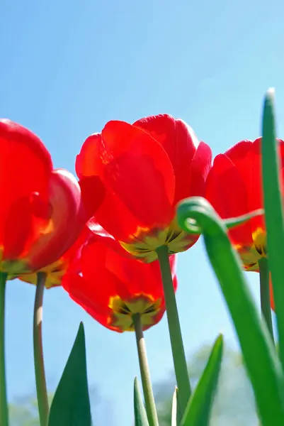 Tulipes Rouges Printemps — Photo