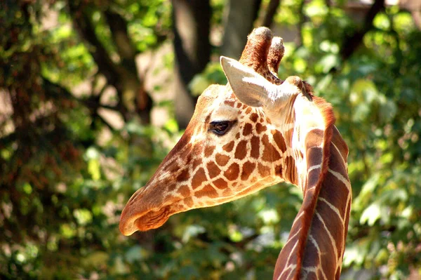 Girafa Foto Animal Natureza Fauna Selvagem — Fotografia de Stock