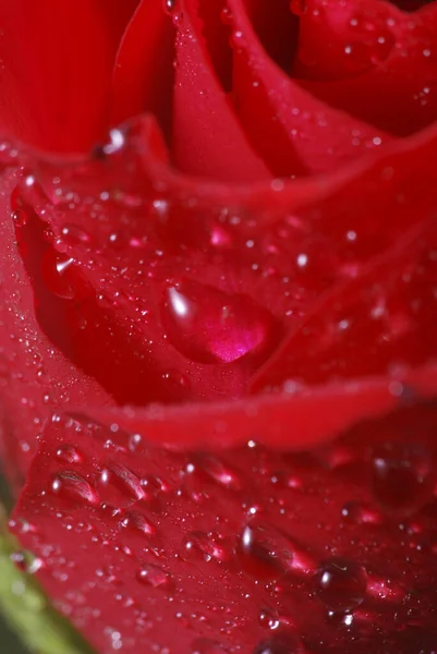 Petali Fiori Rosa Flora Bellezza — Foto Stock