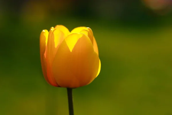 Tulipe Jaune Lunette Arrière — Photo