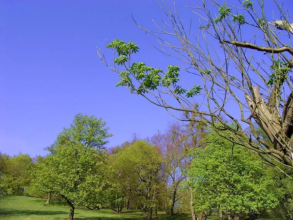 Árvores Parque Primavera — Fotografia de Stock