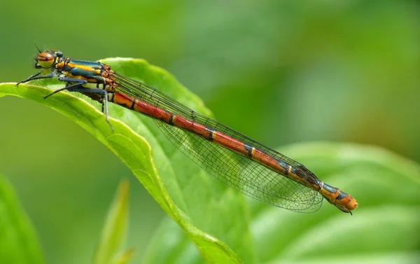 Early Adonisdragon Pyrhosoma Nymphula Druh Vážky Jehož Německé Jméno Způsobeno — Stock fotografie