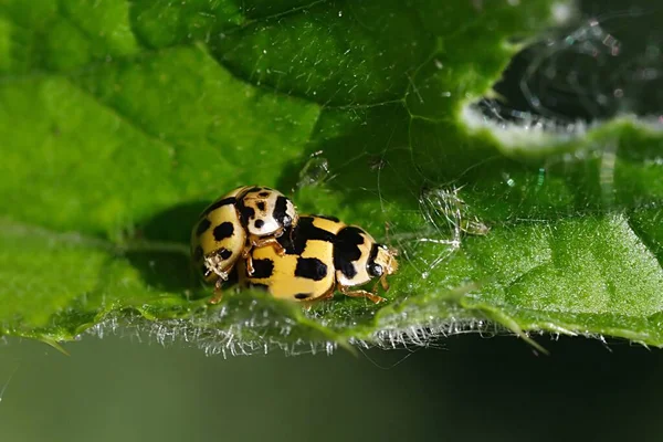 Por Enquanto Sendo Último Par Ladybugs Série Voyaristic Como Vemos — Fotografia de Stock