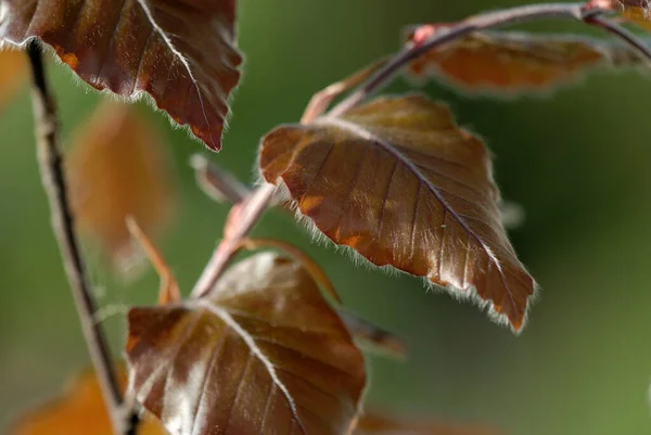 木の上に紅葉 — ストック写真