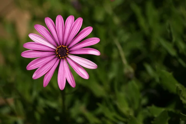 Qualcuno Che Bel Fiore Questo — Foto Stock