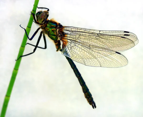 Insecto Libélula Odonata Fauna — Foto de Stock