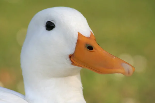 Kilátás Gyönyörű Madár Természetben — Stock Fotó