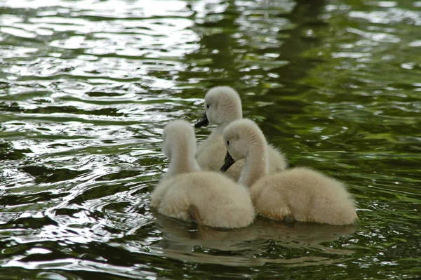 Scenic View Majestic Swan Nature — Stock Photo, Image