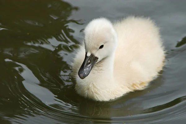 Vacker Utsikt Över Vacker Fågel Naturen — Stockfoto