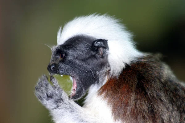 Monkey Common Name May Refer Groups Species Mammals — Stock Photo, Image