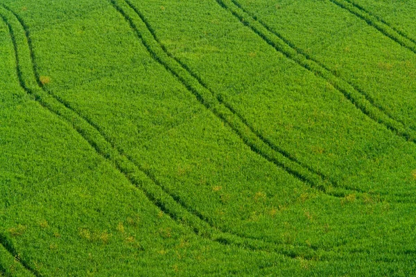 Campo Cereales Toscana —  Fotos de Stock