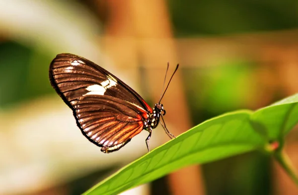 Close Bug Natureza Selvagem — Fotografia de Stock