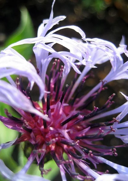 Dağ Pul Çiçeği Centaurea Montana Kesilmiş Bitki Güneşli Konum — Stok fotoğraf