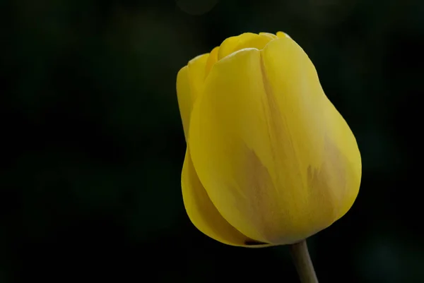 Vista Cênica Belas Flores Tulipa — Fotografia de Stock