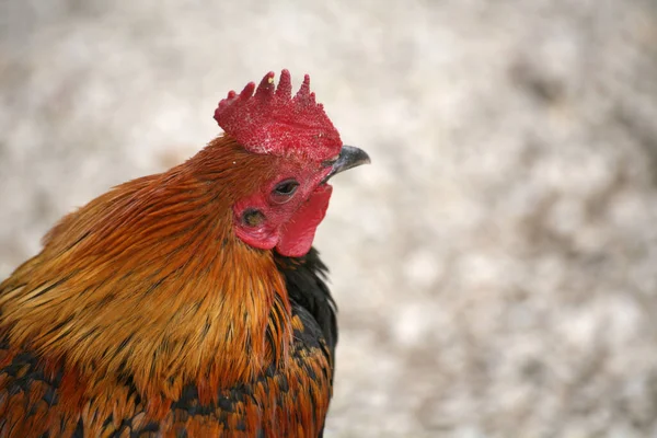 Σεφ Στη Φάρμα Κοτόπουλων — Φωτογραφία Αρχείου