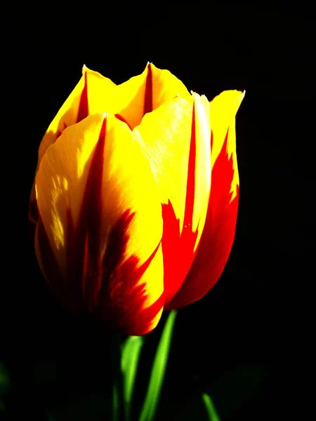 Vue Panoramique Belles Fleurs Tulipes — Photo