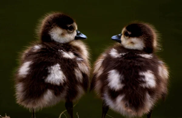 Zwei Enten Auf Dem Gras — Stockfoto