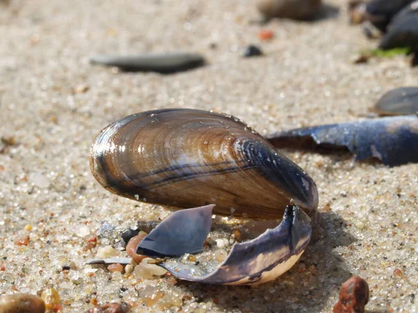 Close Hermit Crab — Stock Photo, Image